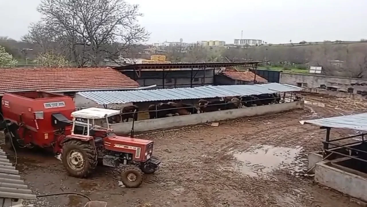 İnanılmaz hırsızlık: Kayıp hayvanları sahibiyle birlikte arayan komşu hırsız çıktı
