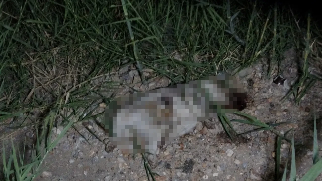 Çarptığı köpeğin başını taşla ezmişti: Alman turist hakkında karar verildi