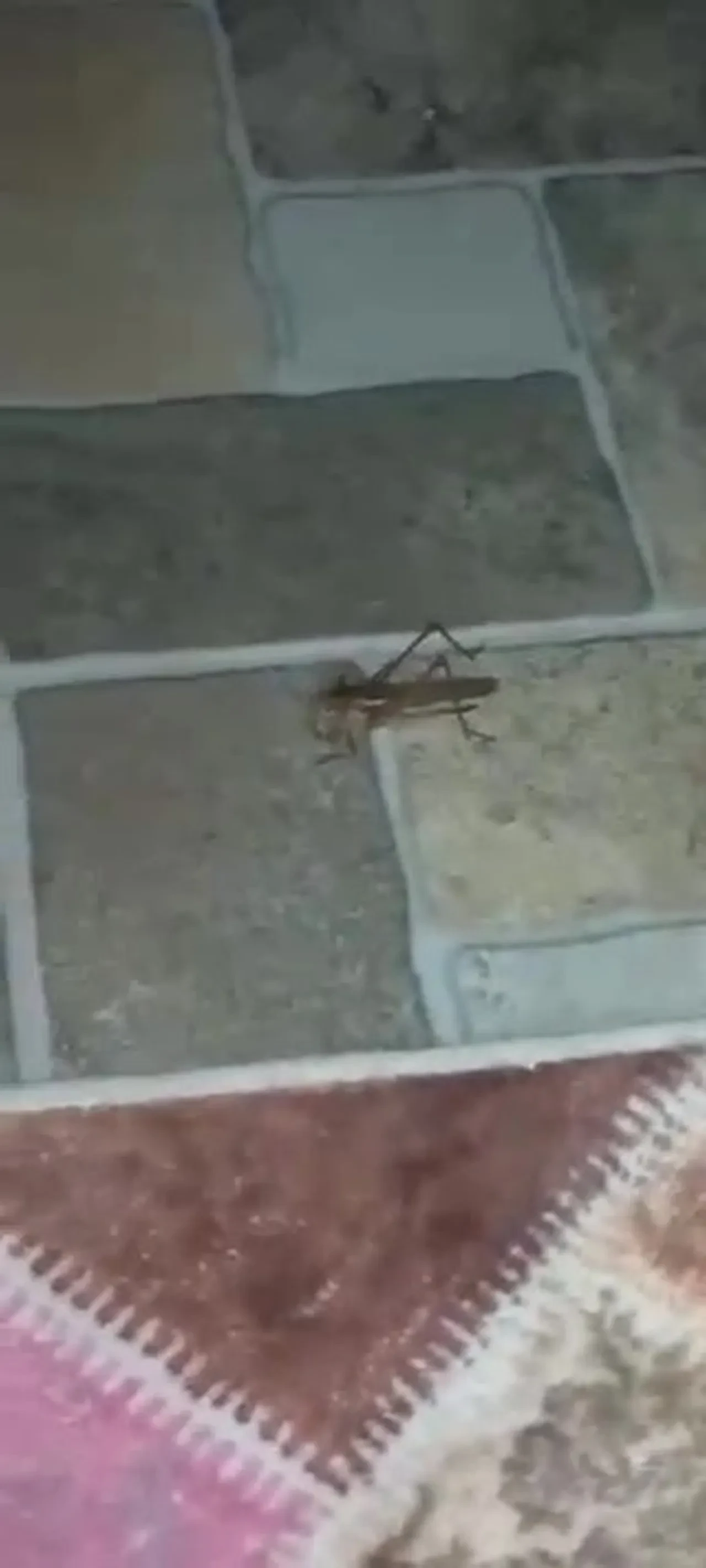 Gündüz tarlada gece evlerde! Çekirge hareketliliği için uzmanından açıklama