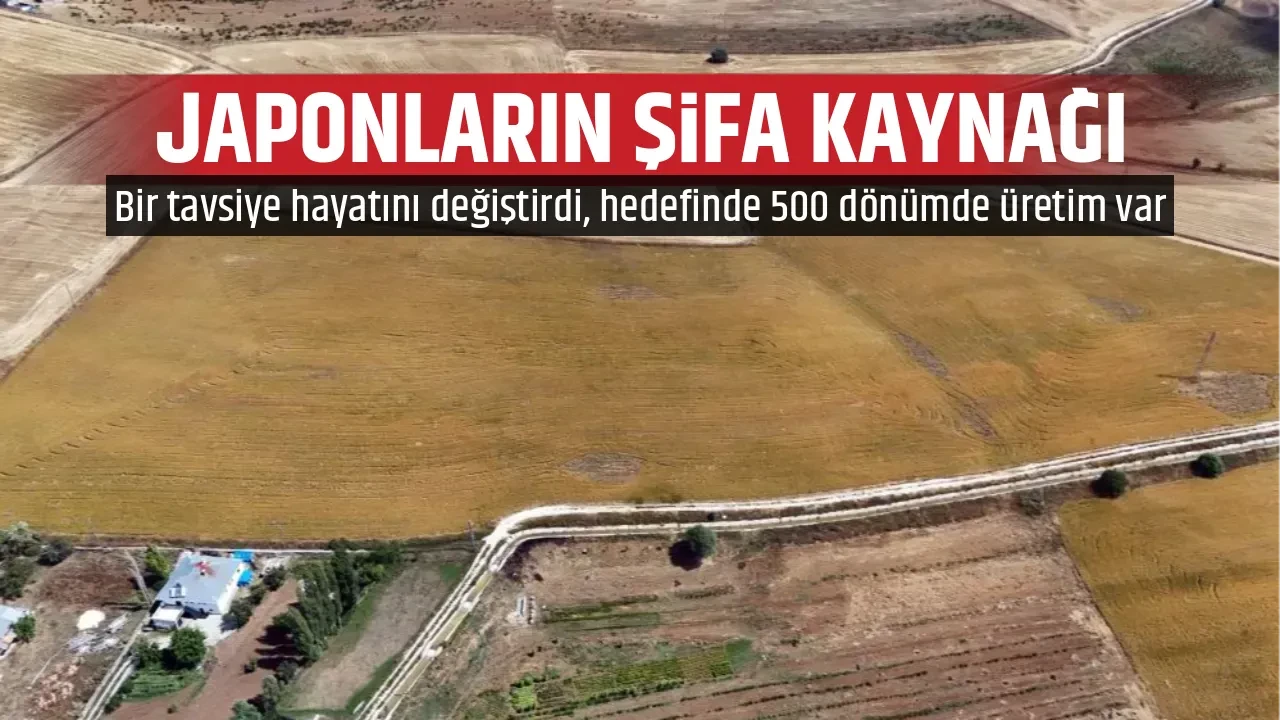 JAPONLARIN ŞİFA KAYNAĞI