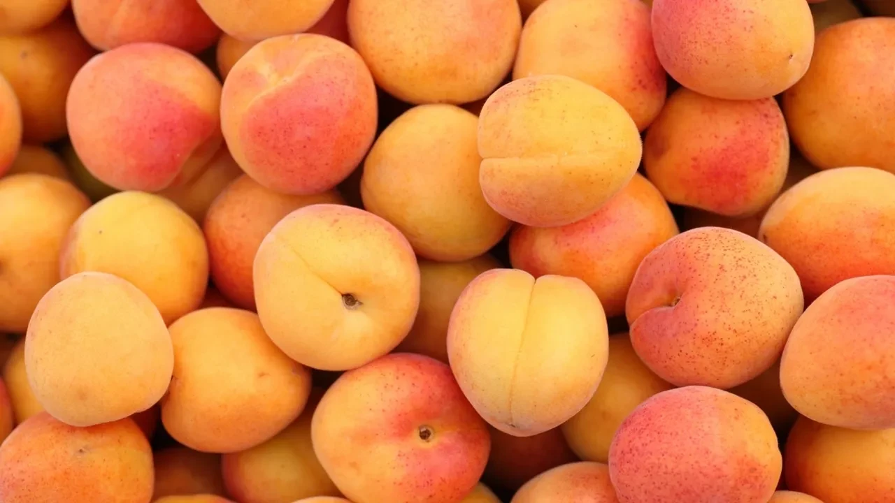 Kayısı konusunda yıllardır yanlış biliyormuşuz! Diyet yapanlar bunu bilmeli
