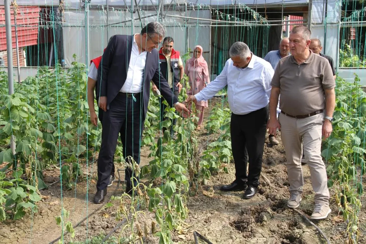 Çarşamba’da sağanak tarımı vurdu: 5 bin dekar arazi sular altında kaldı