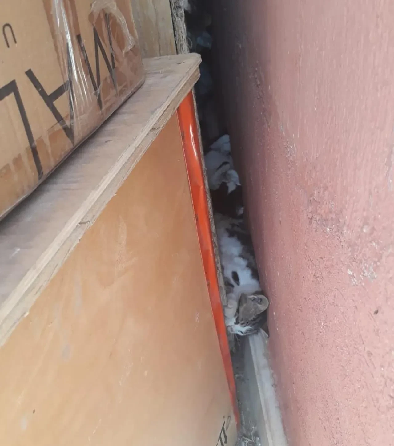 Denizli’de iple sarılmış zehirli etlerle hayvanları katlettiler: Mahalleli başka canlar telef olmasın diye seferber oldu