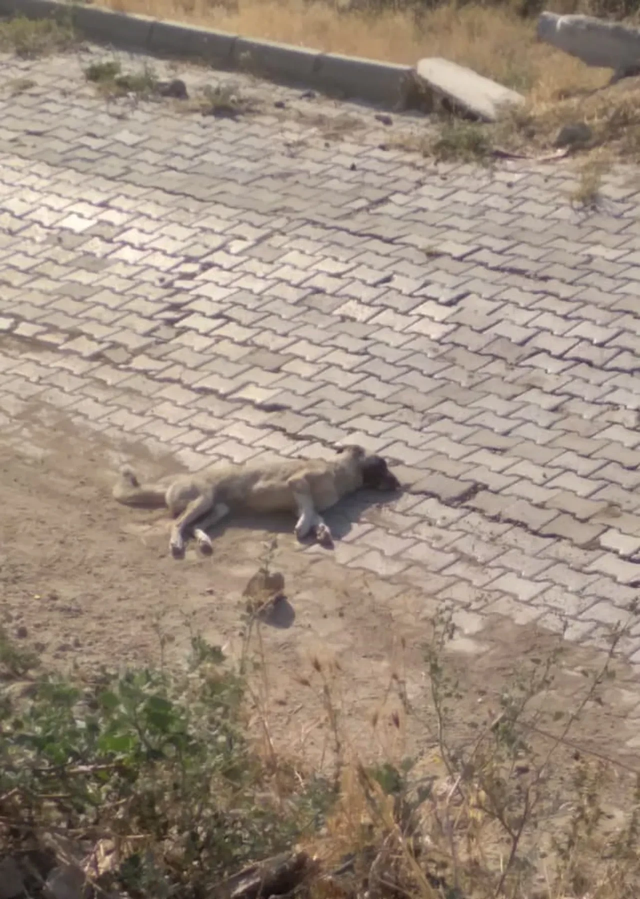 Denizli’de iple sarılmış zehirli etlerle hayvanları katlettiler: Mahalleli başka canlar telef olmasın diye seferber oldu