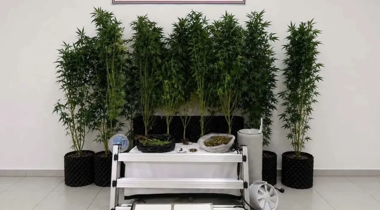 Zehir tacirlerine büyük darbe! 7 milyona yakın kök kenevir imha edildi