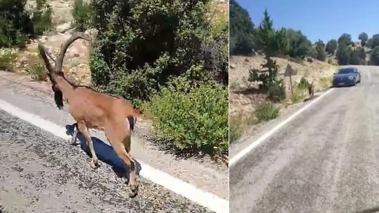 Köye inen dağ keçisi hiçbir şey olmamış gibi böyle ilerledi! O anlar kamerada