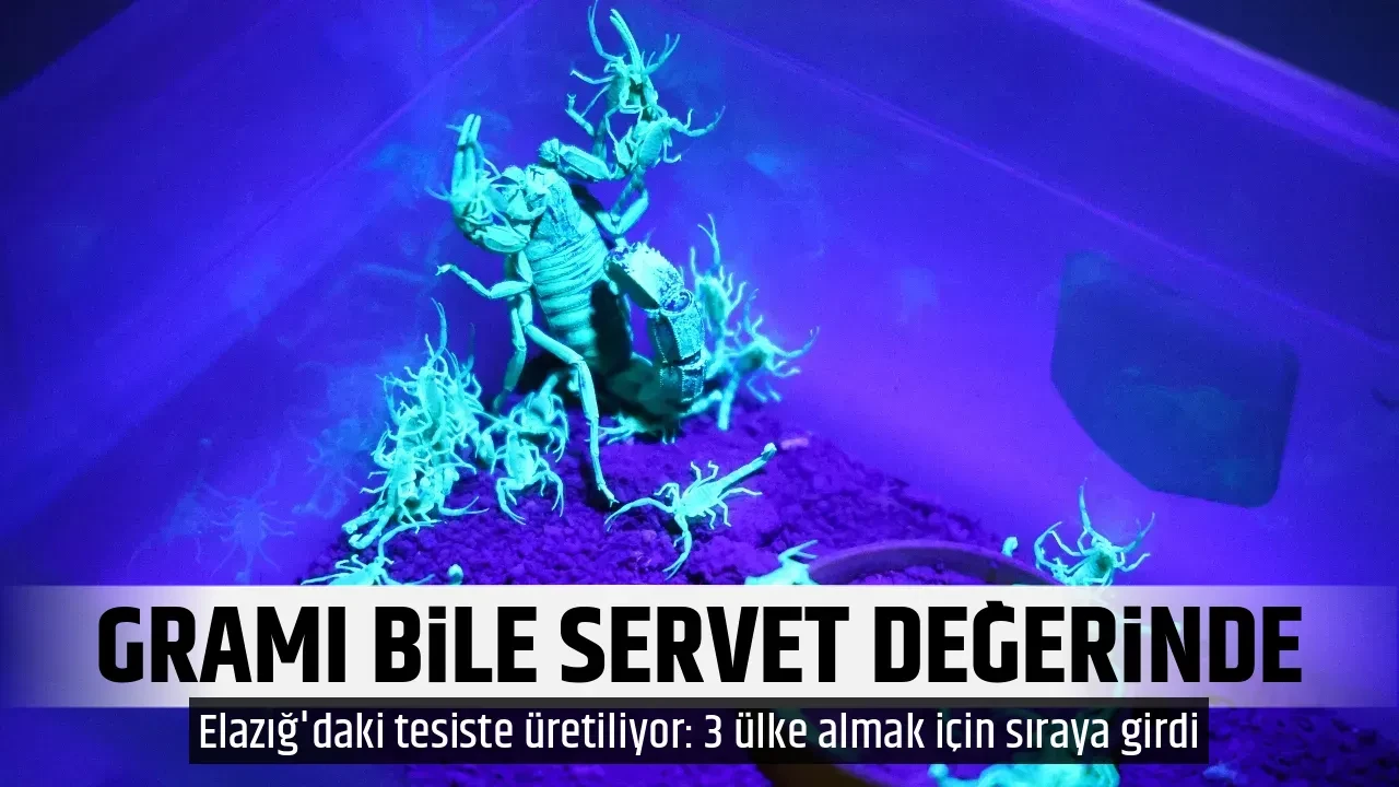GRAMI BİLE SERVET DEĞERİNDE