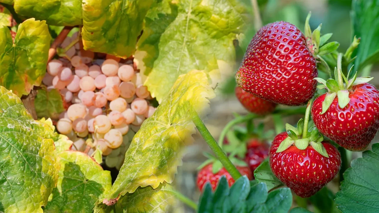 Görünüşü üzüm, tadı çilek: Manisa’da ‘Bronx Seedless’ hasadı başladı