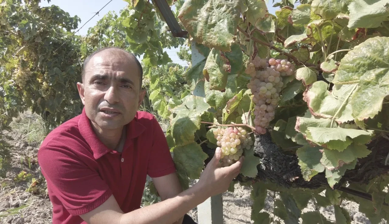 Görünüşü üzüm, tadı çilek: Manisa’da ‘Bronx Seedless’ hasadı başladı