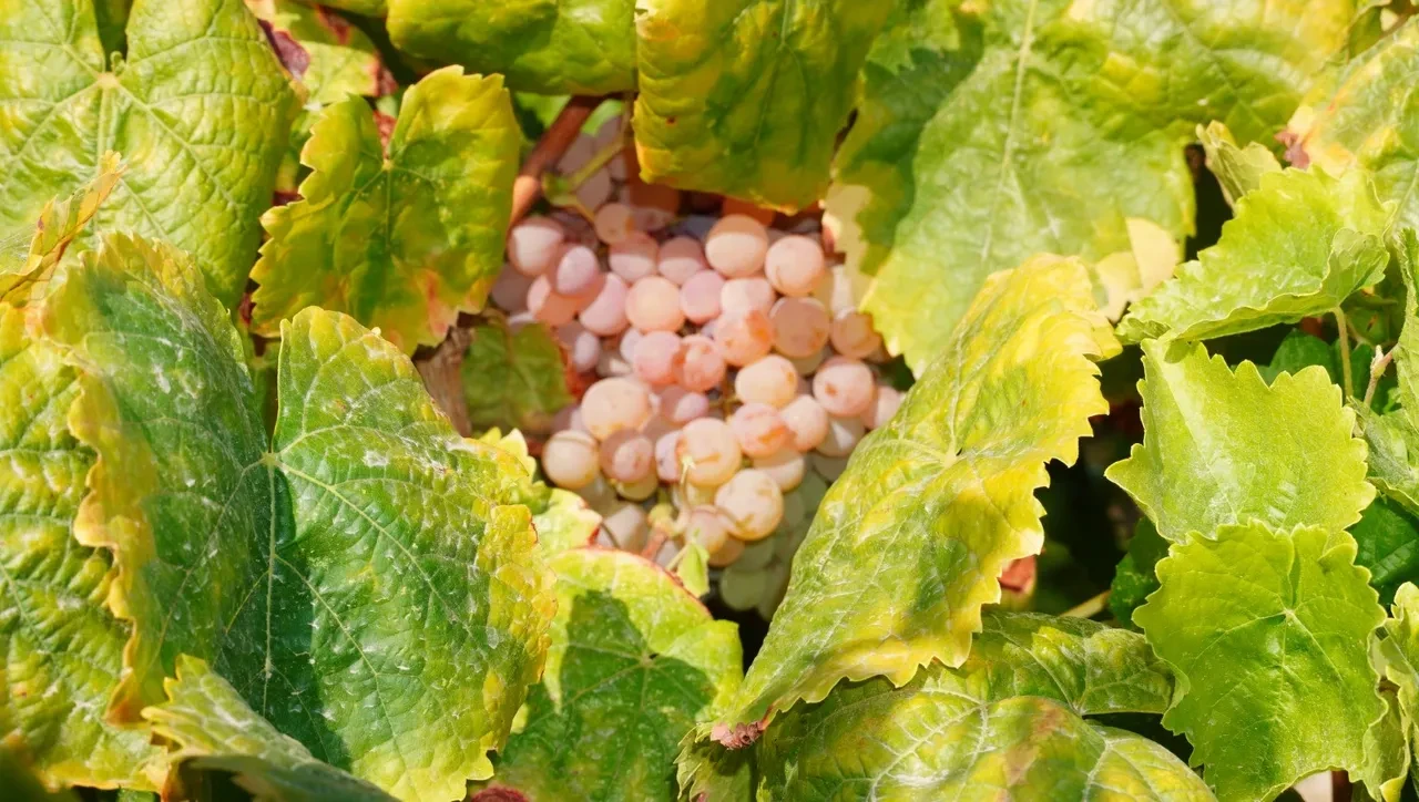 Görünüşü üzüm, tadı çilek: Manisa’da ‘Bronx Seedless’ hasadı başladı
