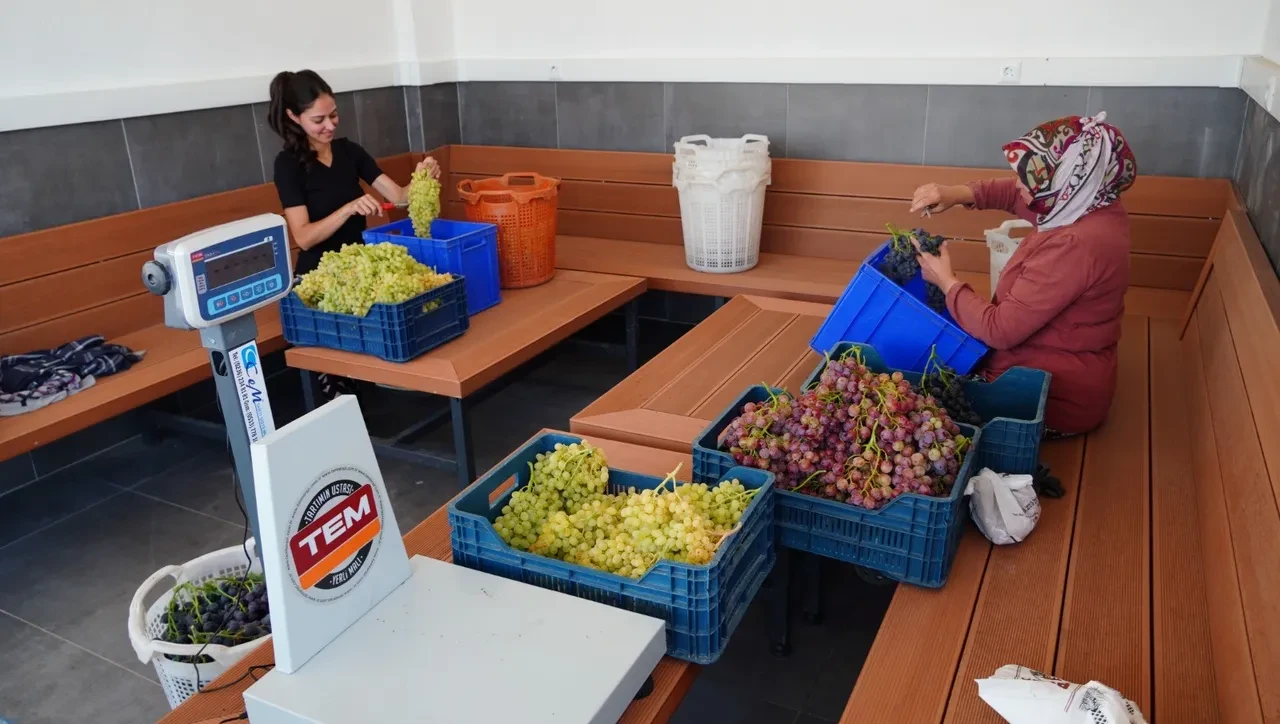 Görünüşü üzüm, tadı çilek: Manisa’da ‘Bronx Seedless’ hasadı başladı