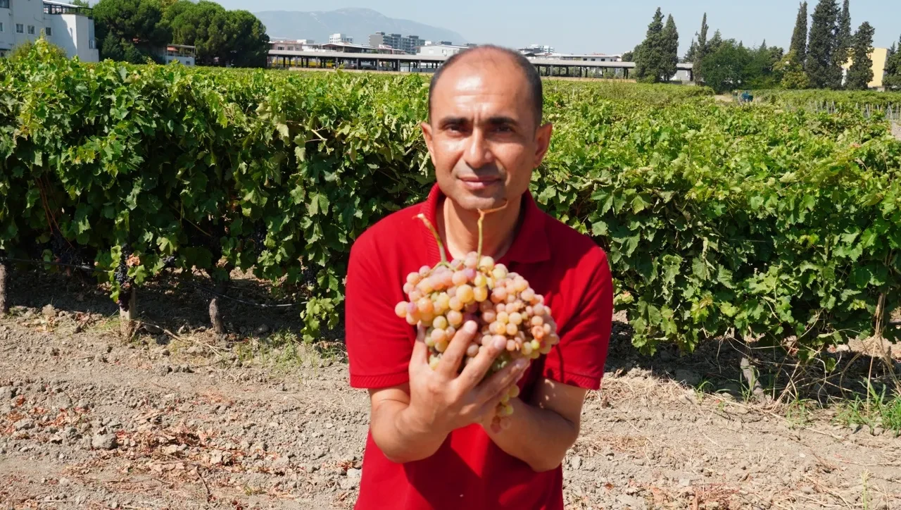 Görünüşü üzüm, tadı çilek: Manisa’da ‘Bronx Seedless’ hasadı başladı