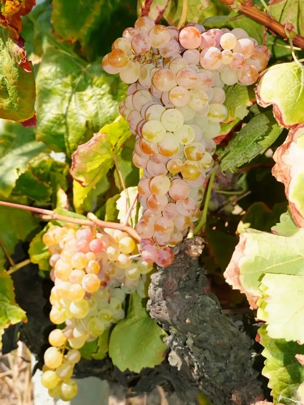 Görünüşü üzüm, tadı çilek: Manisa’da ‘Bronx Seedless’ hasadı başladı
