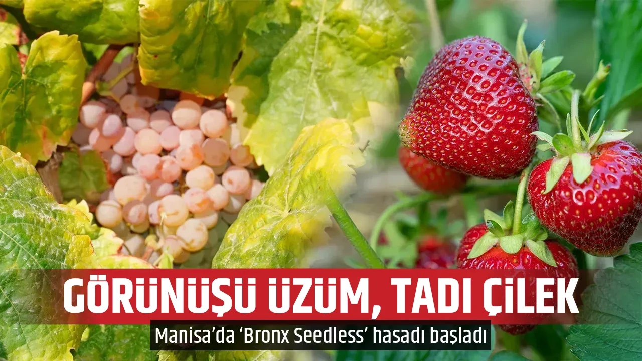 GÖRÜNÜŞÜ ÜZÜM, TADI ÇİLEK