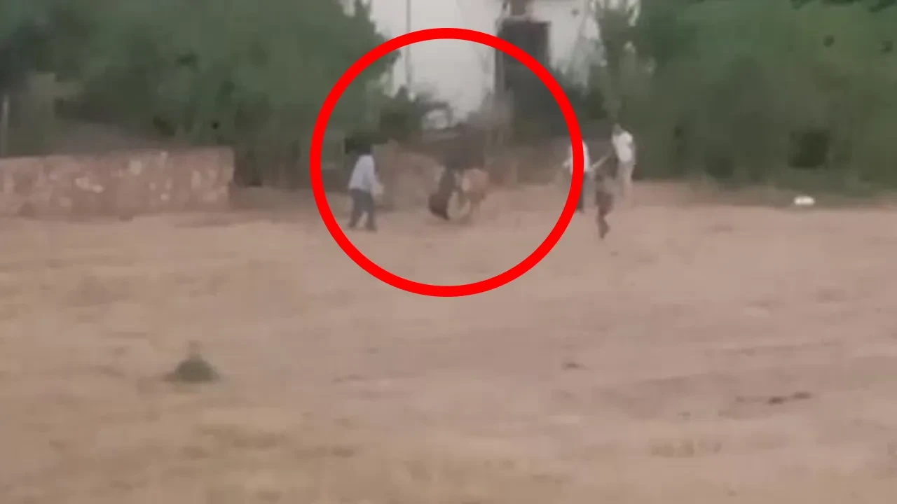 Batman'da huysuzlanan inek, sahibini böyle yaraladı! O anlar kamerada