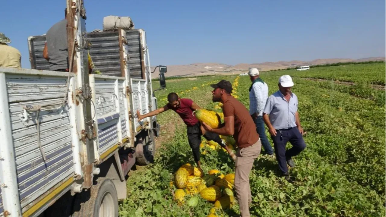 Doğu'nun Çukurovası'nda kavun bereketi! Yeni fiyatlar belli oldu
