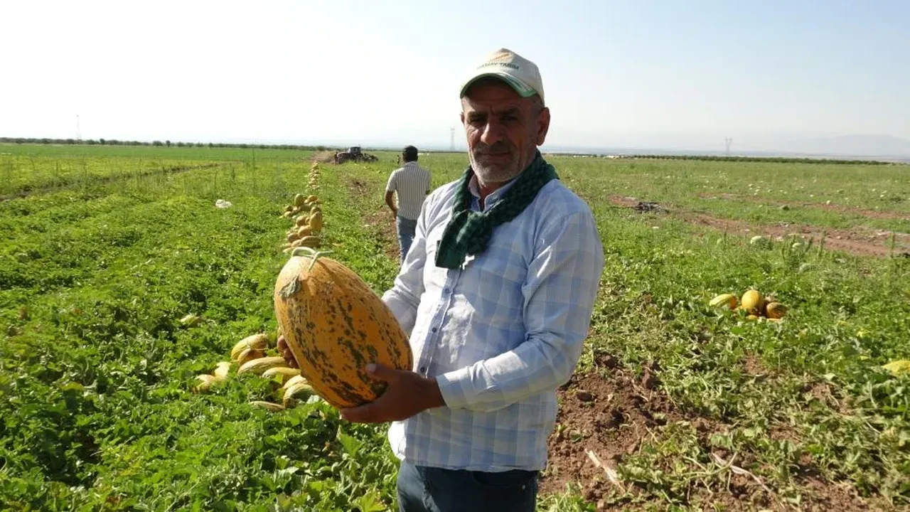Doğu'nun Çukurovası'nda kavun bereketi! Yeni fiyatlar belli oldu