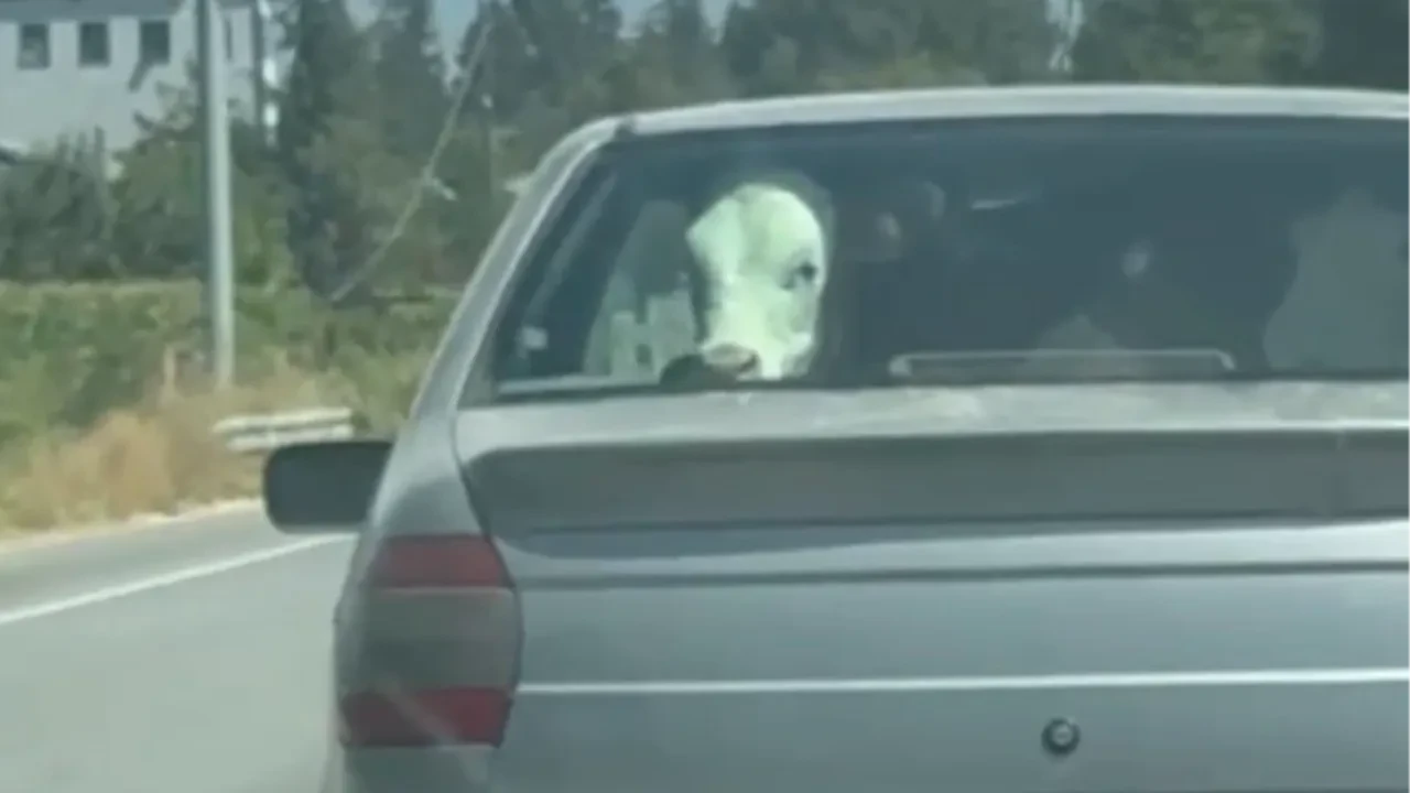 Buzağının otomobil yolculuğu sosyal medyada viral oldu