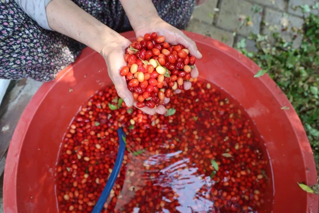 Yapımı tam altı saat sürüyor, litresi bin liraya satılıyor! Kola yerine bunu içiyorlar