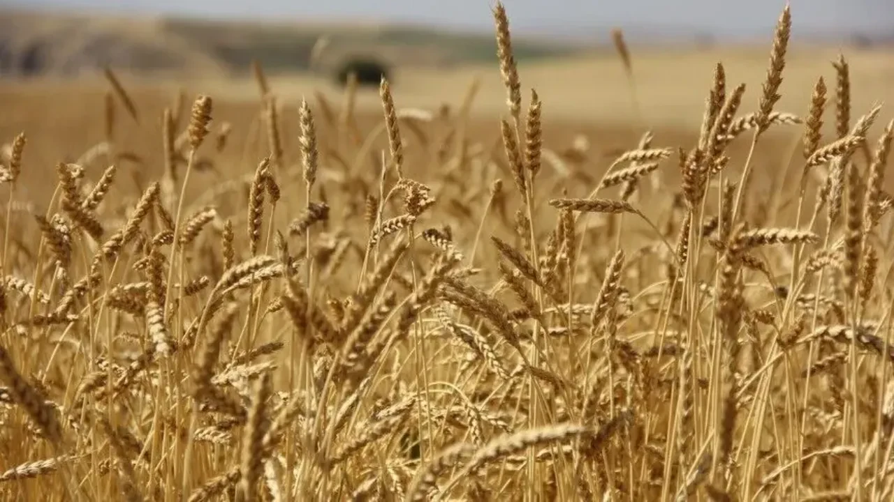 Buğdayda rota değişiyor! Karadeniz'deki savaş küresel piyasaları sarstı, Türkiye öne çıktı