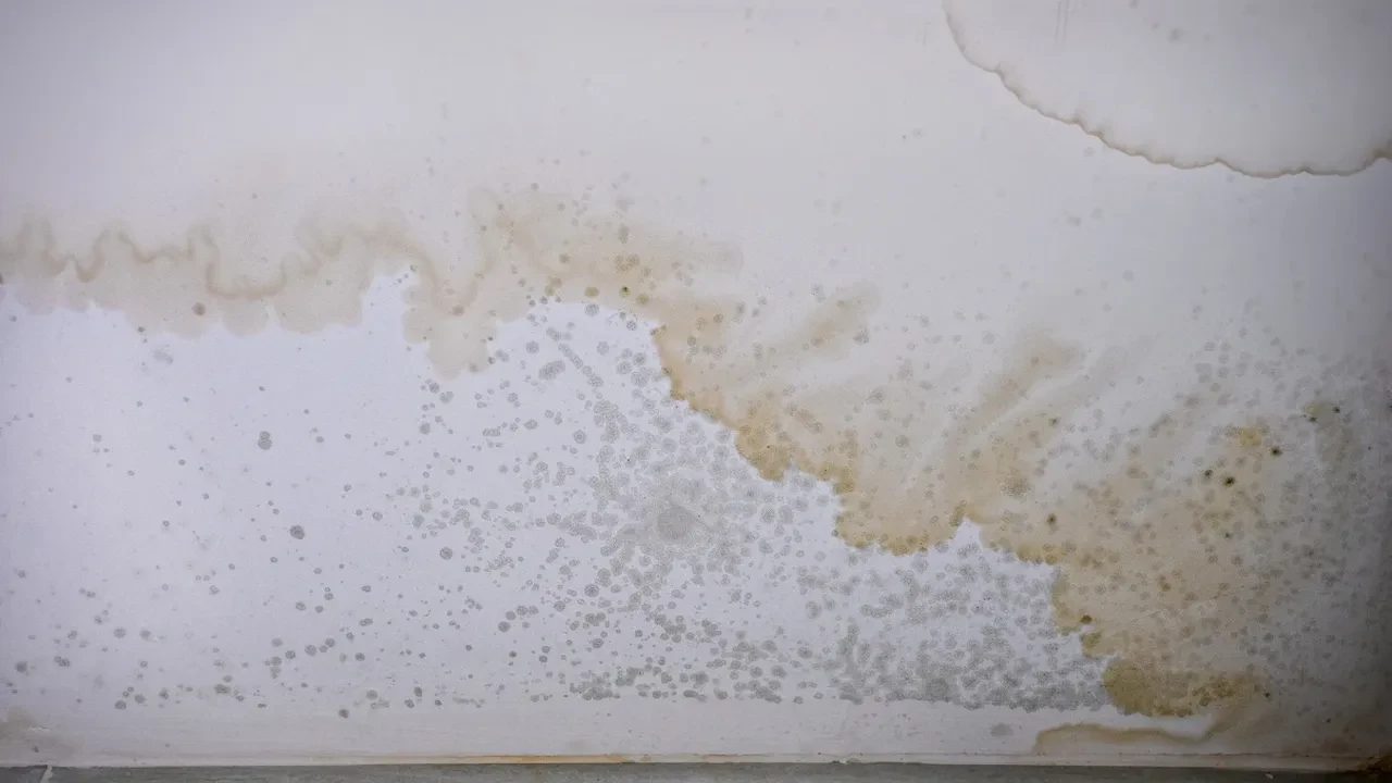 Çay lekesi koltuğa döküldüyse bunu hemen deneyin! Yıllardır koltukları yanlış temizliyormuşum