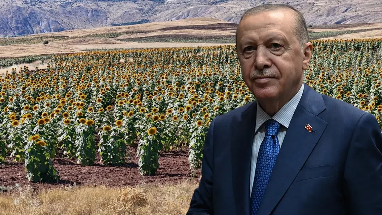 Cumhurbaşkanı Erdoğan'ın çağrısıyla başladılar! Sivas'ta ayçiçeği üretiminde rekor artış