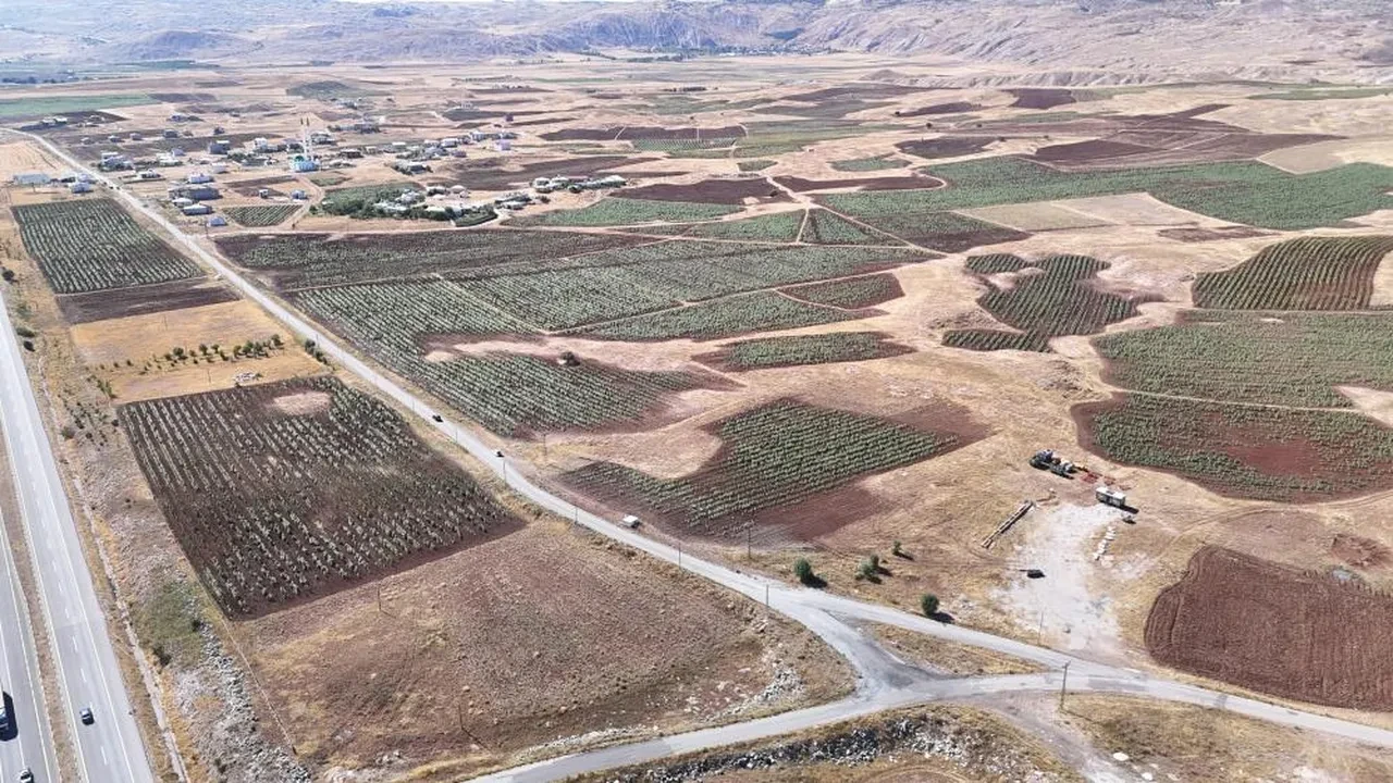 Cumhurbaşkanı Erdoğan'ın çağrısıyla başladılar! Sivas'ta ayçiçeği üretiminde rekor artış