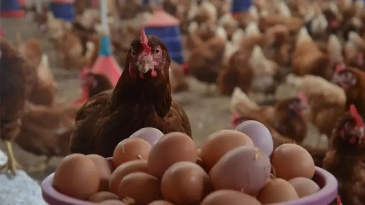 Salmonella bakterisi sofraları tehdit ediyor! Yüzlerce kişi hastanelik oldu