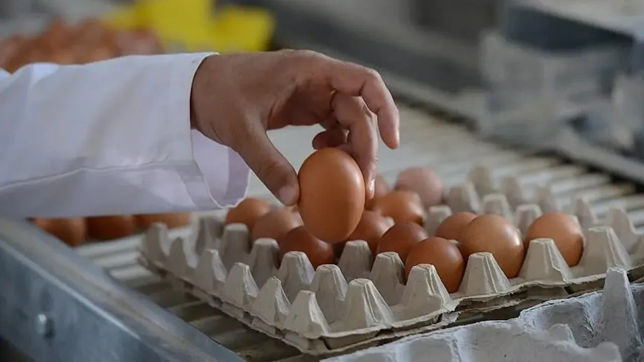 Salmonella bakterisi sofraları tehdit ediyor! Yüzlerce kişi hastanelik oldu