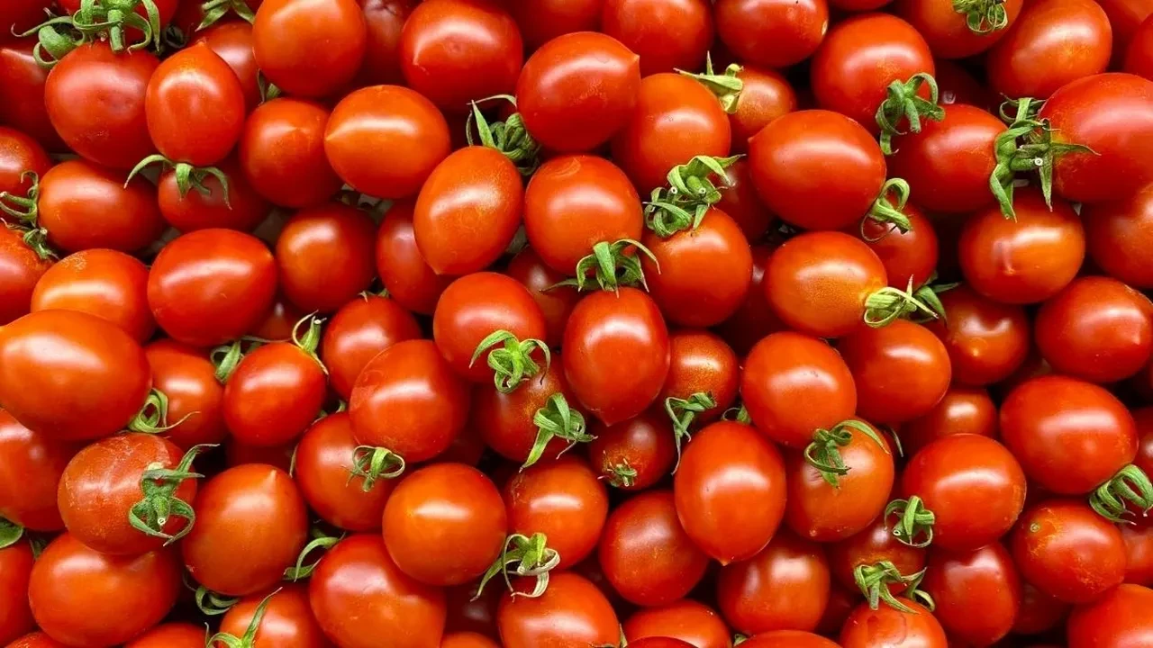 Bolulu teyzelerinin kış hazırlığı başladı! Salçanın asırlık tarifinin detayları
