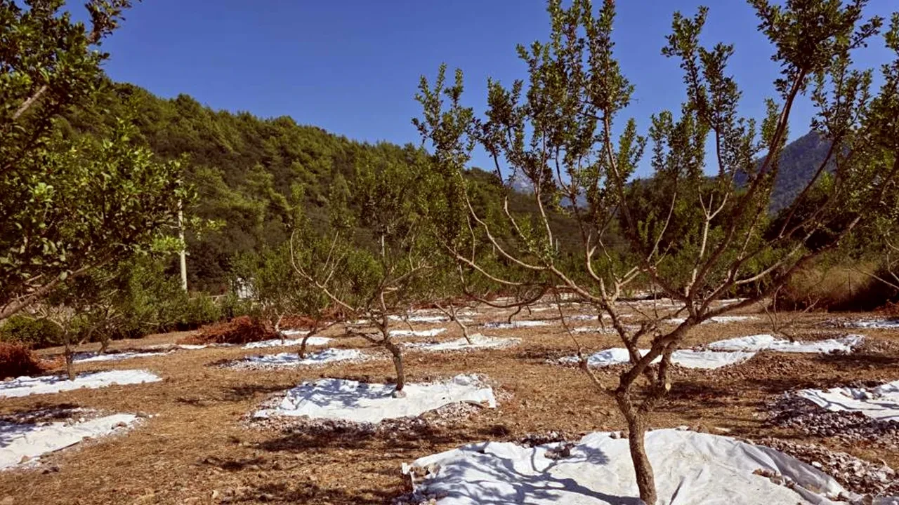 Muğla’da yetişiyor, kilosu altını da geçti! Fiyatı 50 bin TL'ye kadar çıkıyor