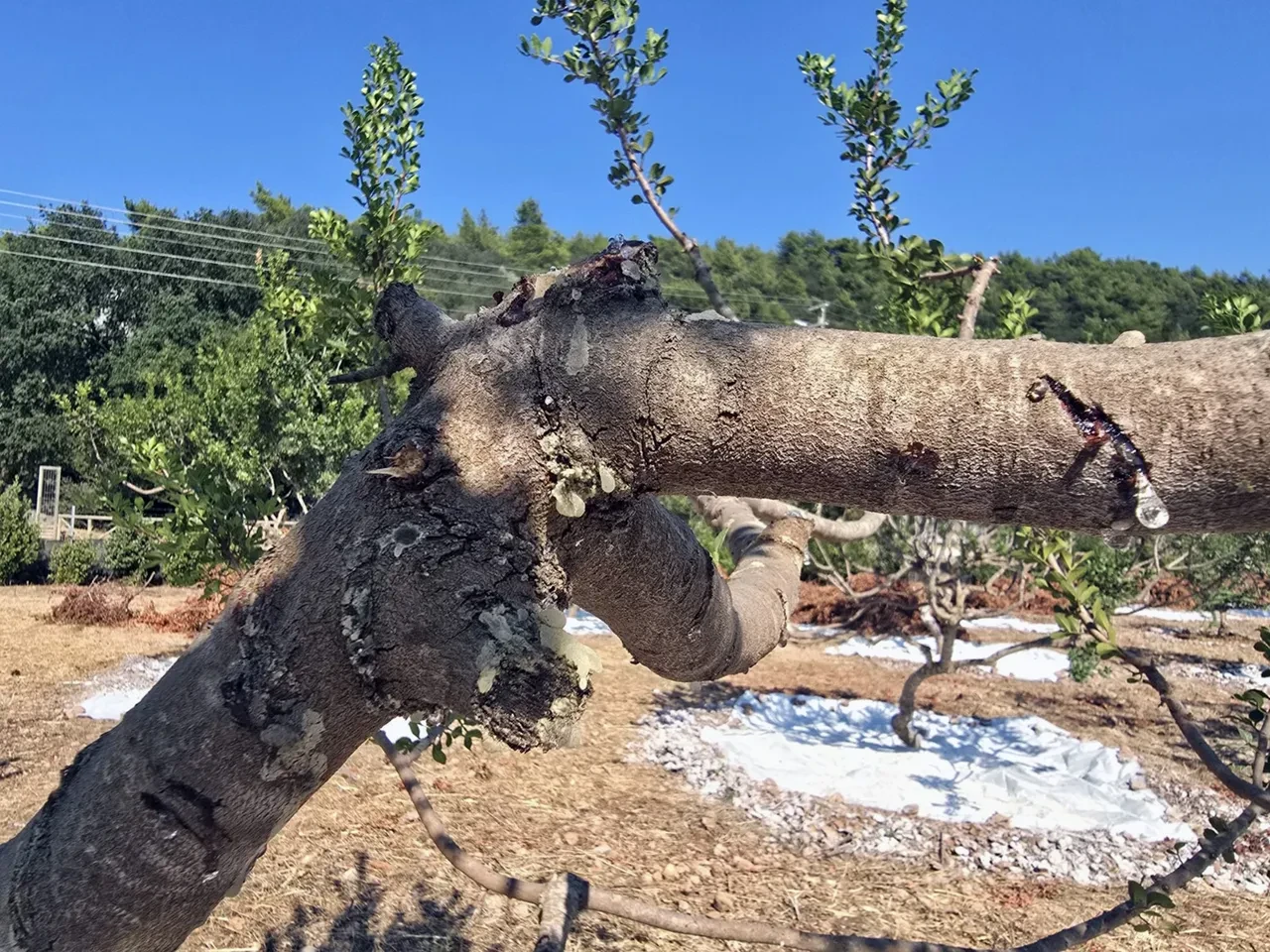 Muğla’da yetişiyor, kilosu altını da geçti! Fiyatı 50 bin TL'ye kadar çıkıyor 