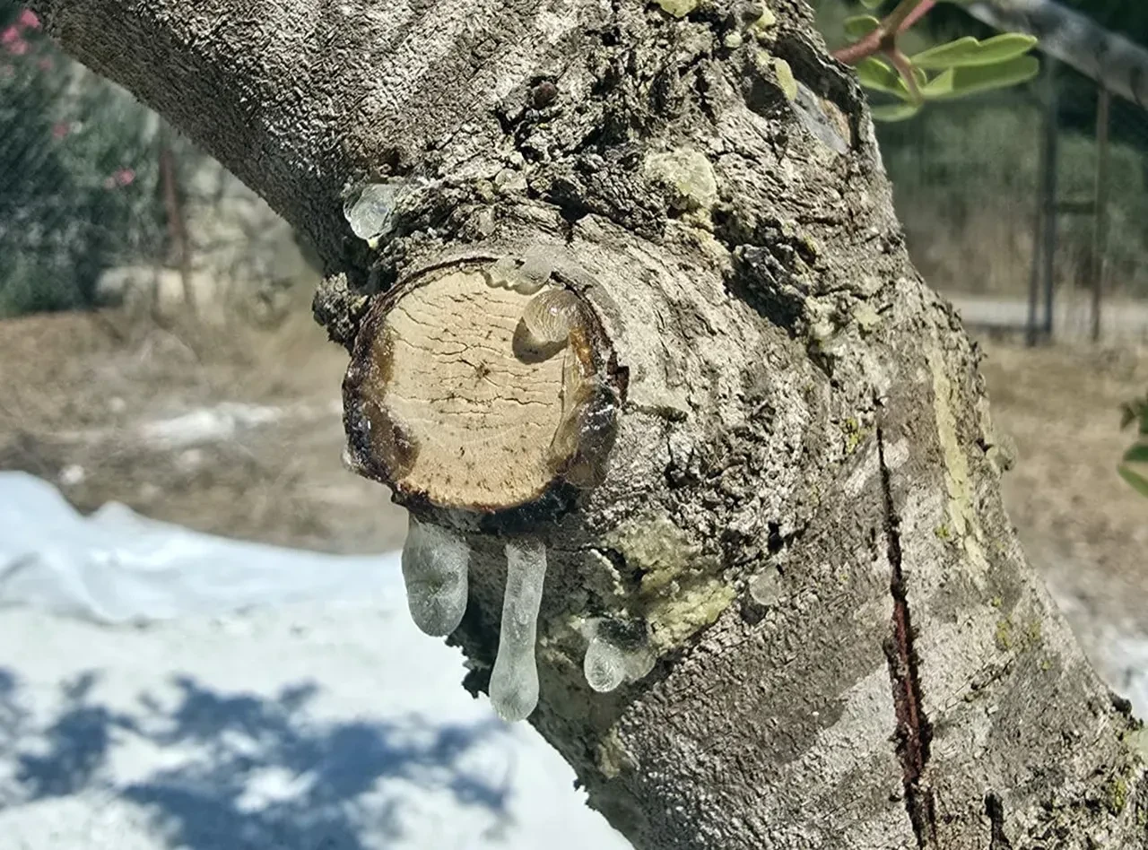 Muğla’da yetişiyor, kilosu altını da geçti! Fiyatı 50 bin TL'ye kadar çıkıyor 