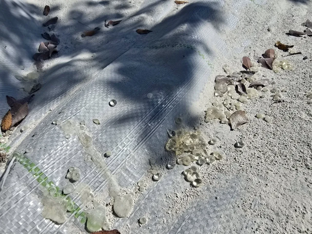 Muğla’da yetişiyor, kilosu altını da geçti! Fiyatı 50 bin TL'ye kadar çıkıyor 