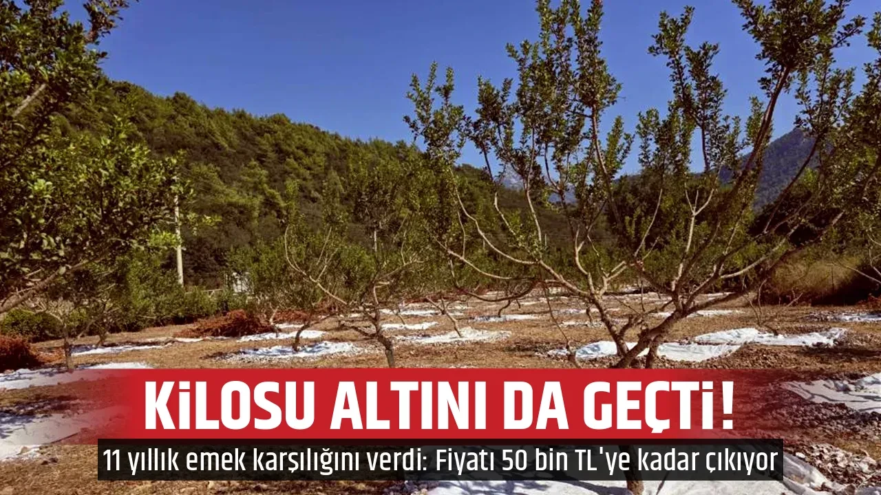 KİLOSU ALTINI DA GEÇTİ! 