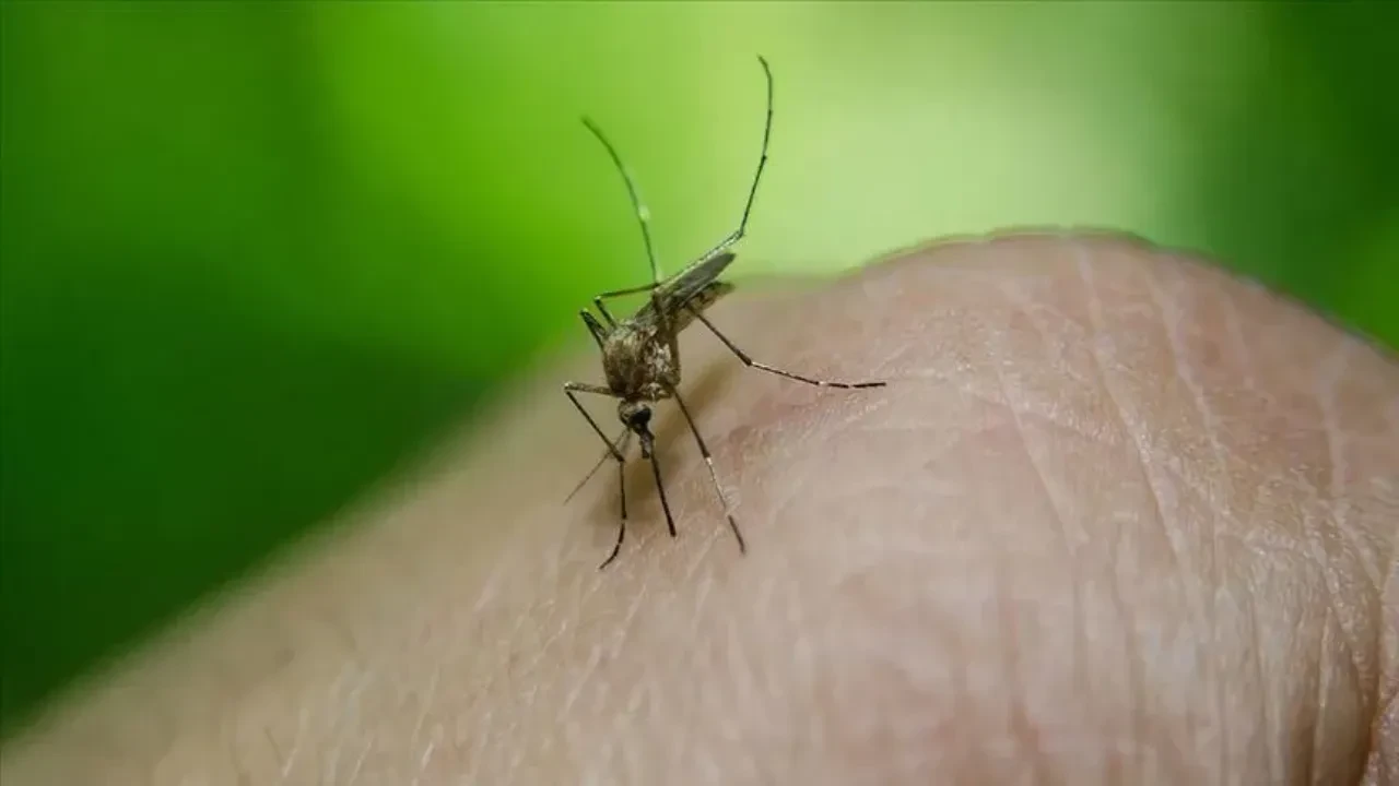 Uçaktan çıkan sivrisinekler 4 kişiyi hasta etti, 2 kişiyi öldürdü! En tehlikeli tür