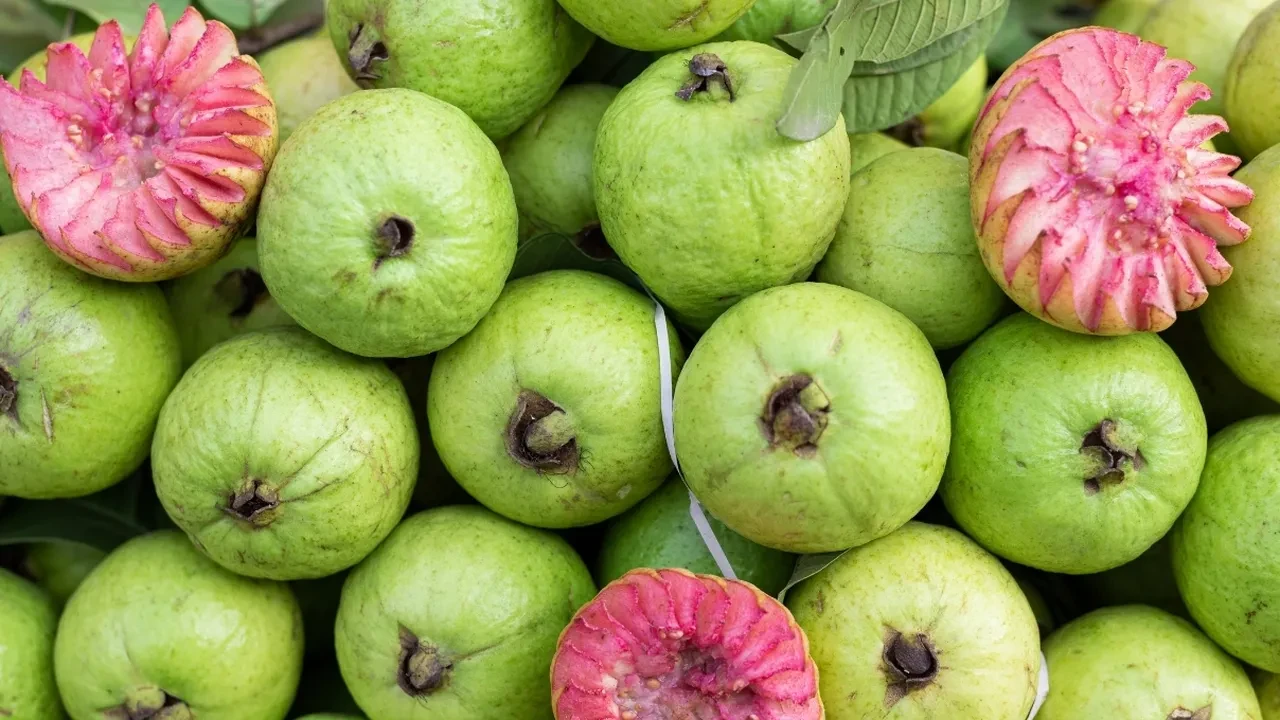Cilt güzelliğinin tropikal sırrı! Guavanın C vitamini zenginliğini keşfettim