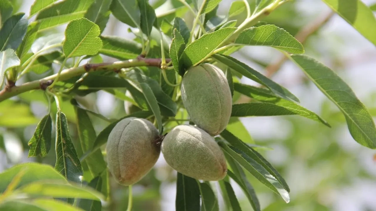 Mardinlilerin mavi bademlerinin sırrını buldum! Lahor bitkisinin inanılmaz faydaları