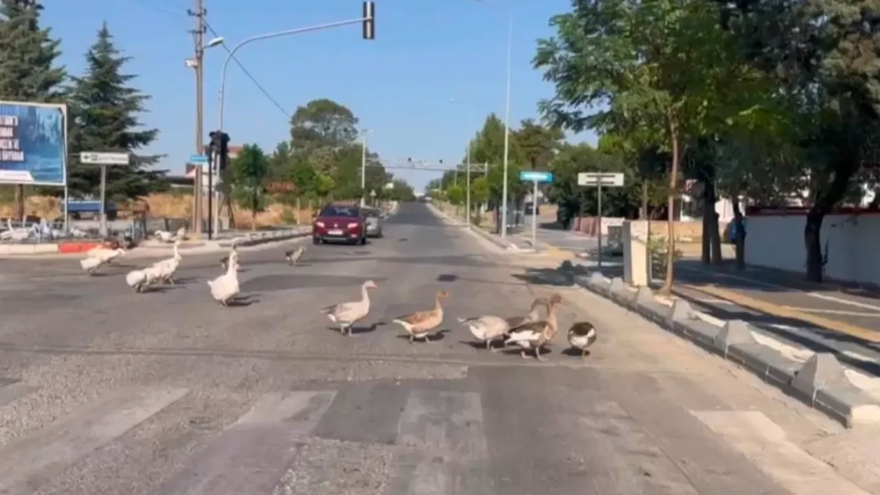 Trafikte gülümseten anlar! Araçlar durdu kazlar geçti