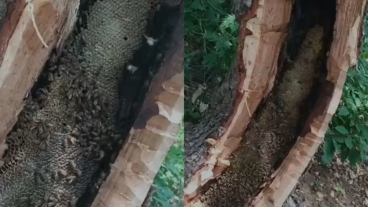 Bingöl’de ağaç içinden kilolarca bal çıktı