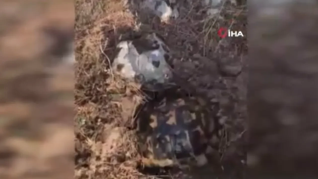 Kaplumbağanın alevler arasında yaşam mücadelesi! Korunmak için toprağa gömülmeye çalıştı!
