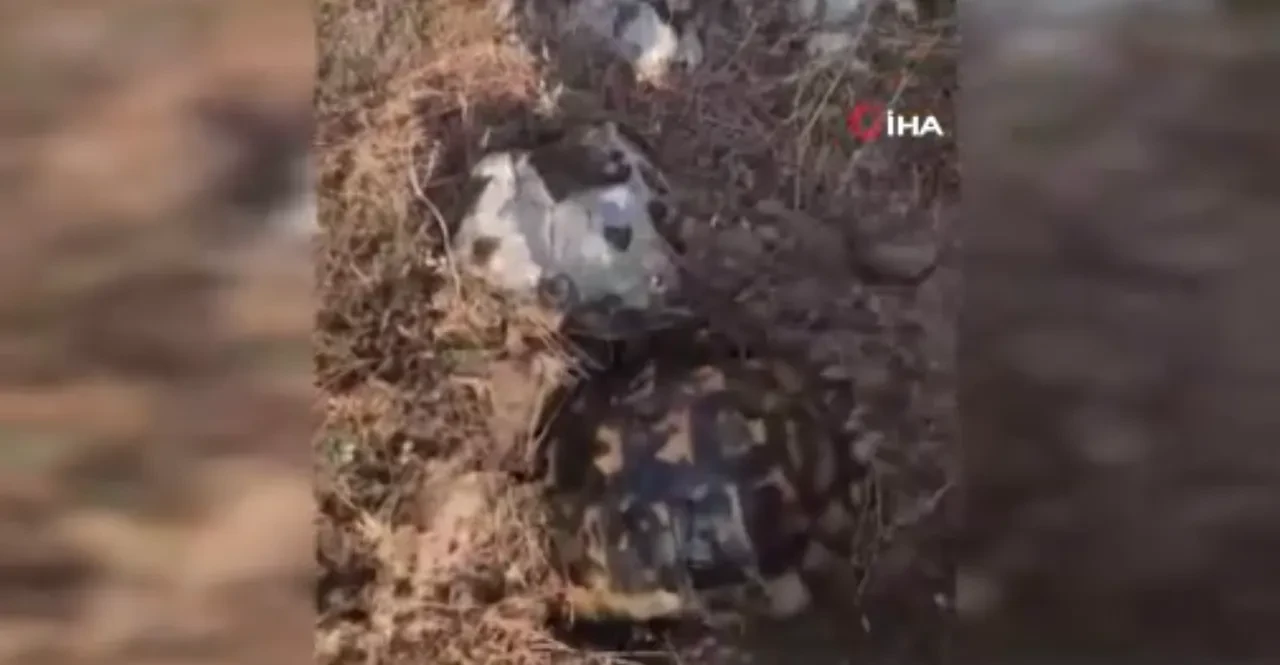 Kaplumbağanın alevler arasında yaşam mücadelesi! Korunmak için toprağa gömülmeye çalıştı!