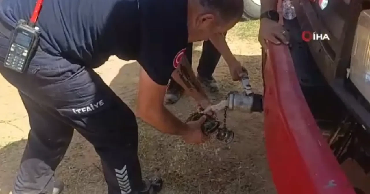 Kaplumbağanın alevler arasında yaşam mücadelesi! Korunmak için toprağa gömülmeye çalıştı!