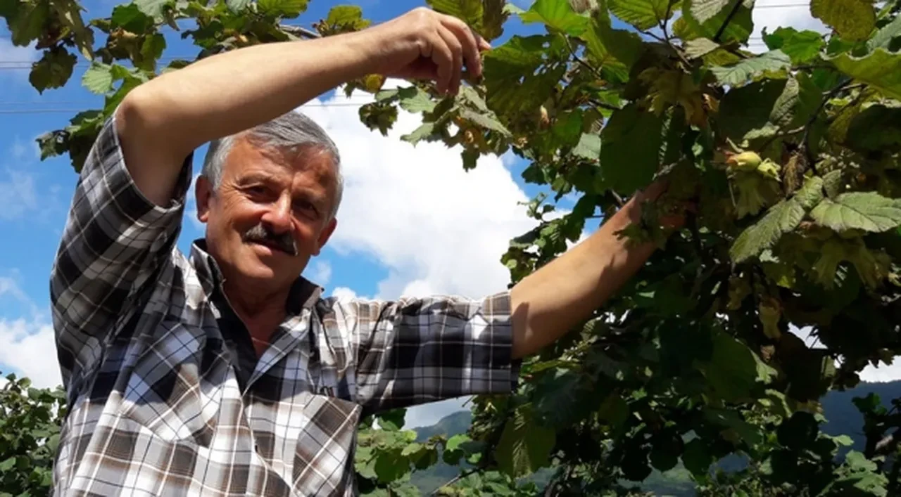 Fındık fiyatları TMO tarafından açıklandı mı? 2026-2027 Giresun, Levant, Sivri fındık alım fiyatları ne kadar?