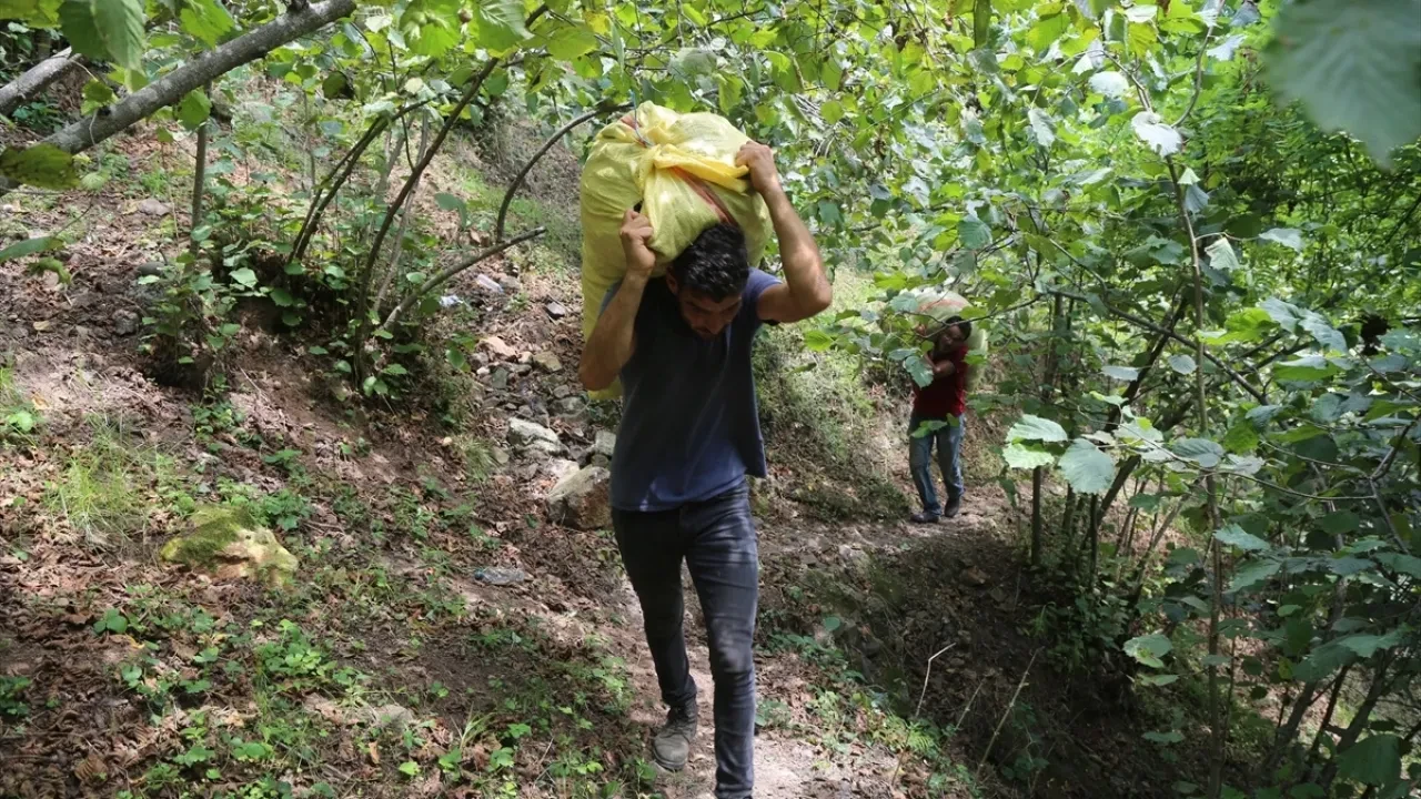 Fındık fiyatları TMO tarafından açıklandı mı? 2026-2027 Giresun, Levant, Sivri fındık alım fiyatları ne kadar?