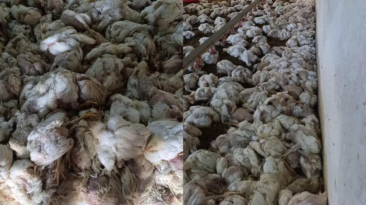 Tek bir arıza yüzünden 4 bin tavuk telef oldu
