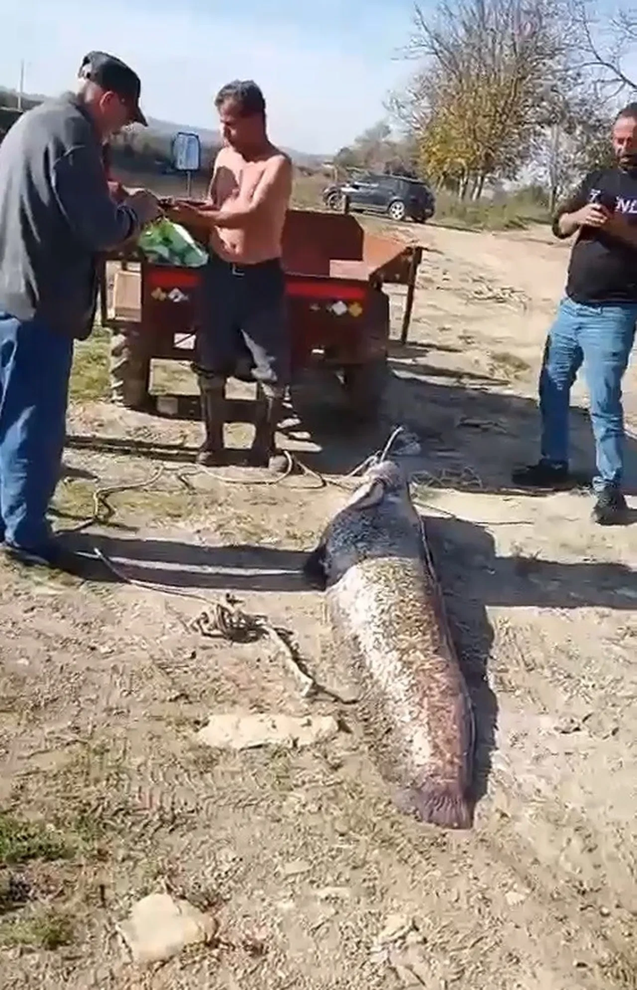 Balıkçıların oltasına takıldı, tam 78 kilo: Boyunu görenler şaşırıyor