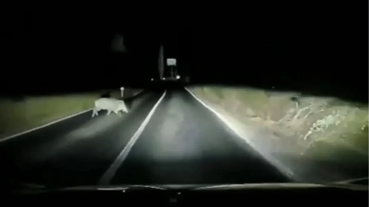 Fren yetmedi! Aniden yola çıkan yaban domuzuna çarptı