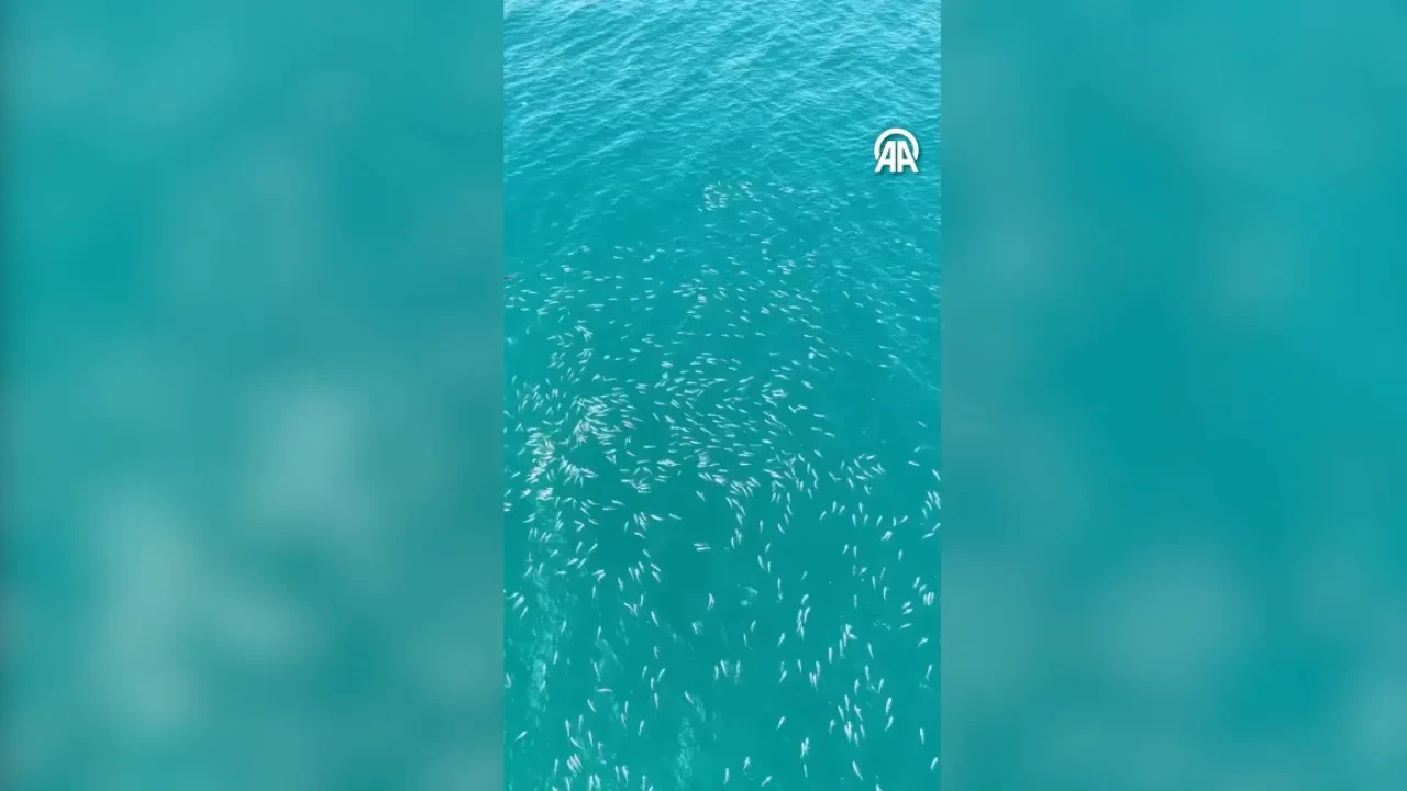 Av sezonu öncesi Karadeniz’de kefal bolluğu!