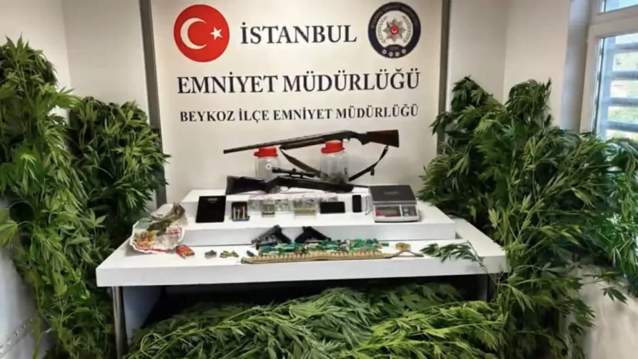 İstanbul'da zehir tacirlerine operasyon! 117 kök hint keneviri ve çok sayıda silah ele geçirildi
